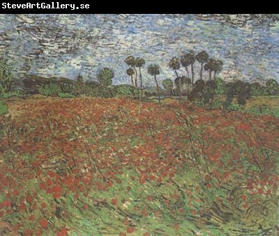 Vincent Van Gogh Field with Poppies (nn04)